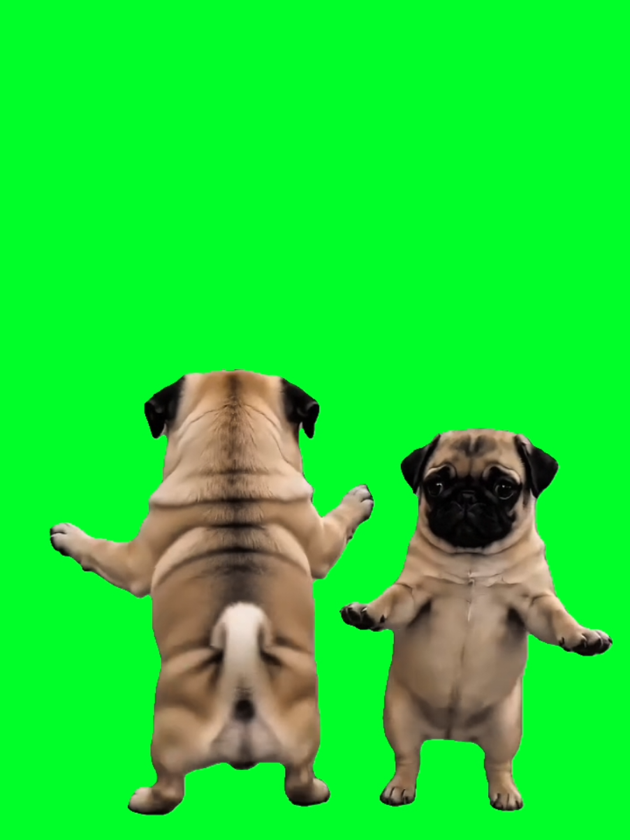 @TikTok Template
