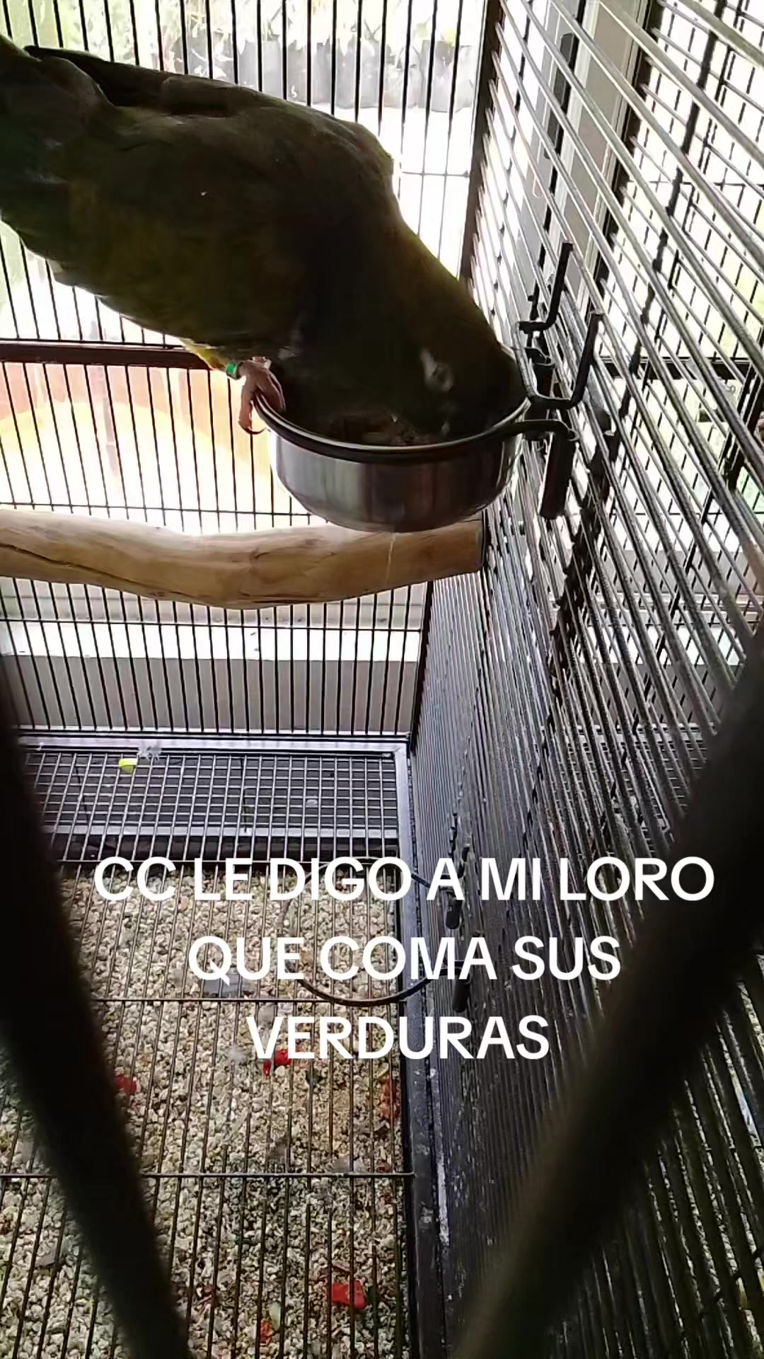 @Aviario FIFUS Guadalajara