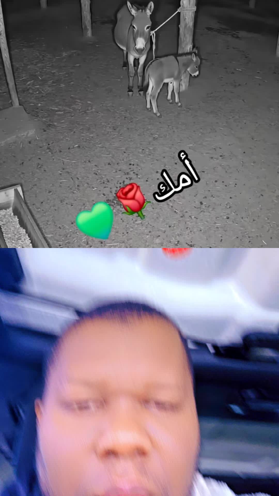 @Dodo