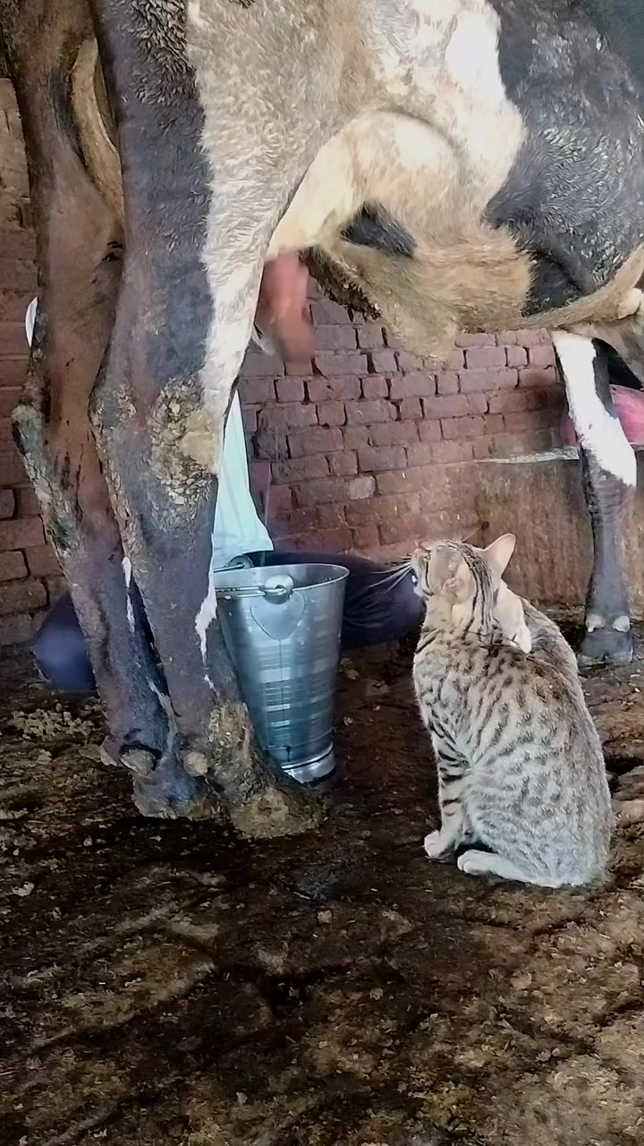 @Ashok kr Yadav