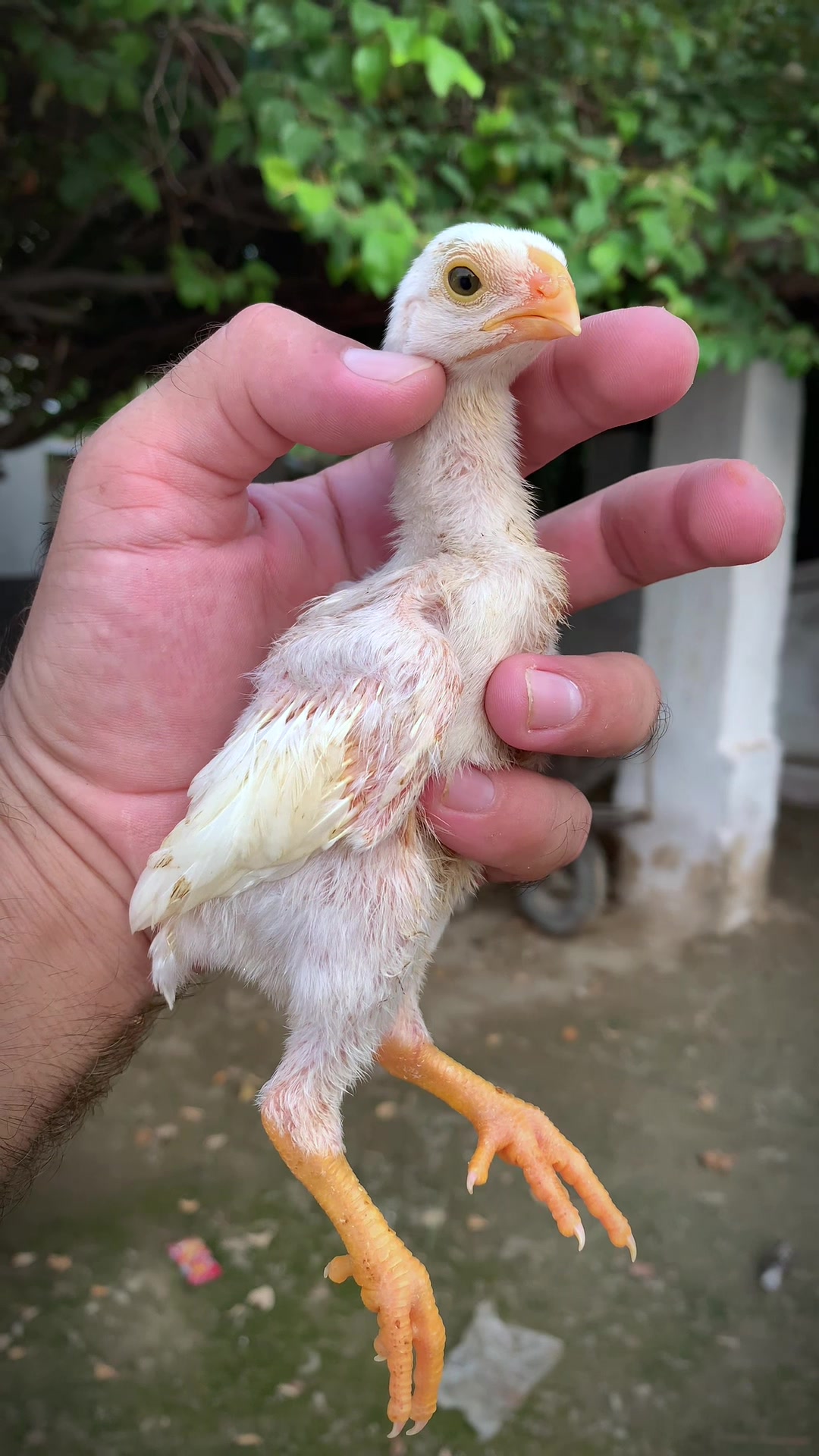 @Birds_Goat