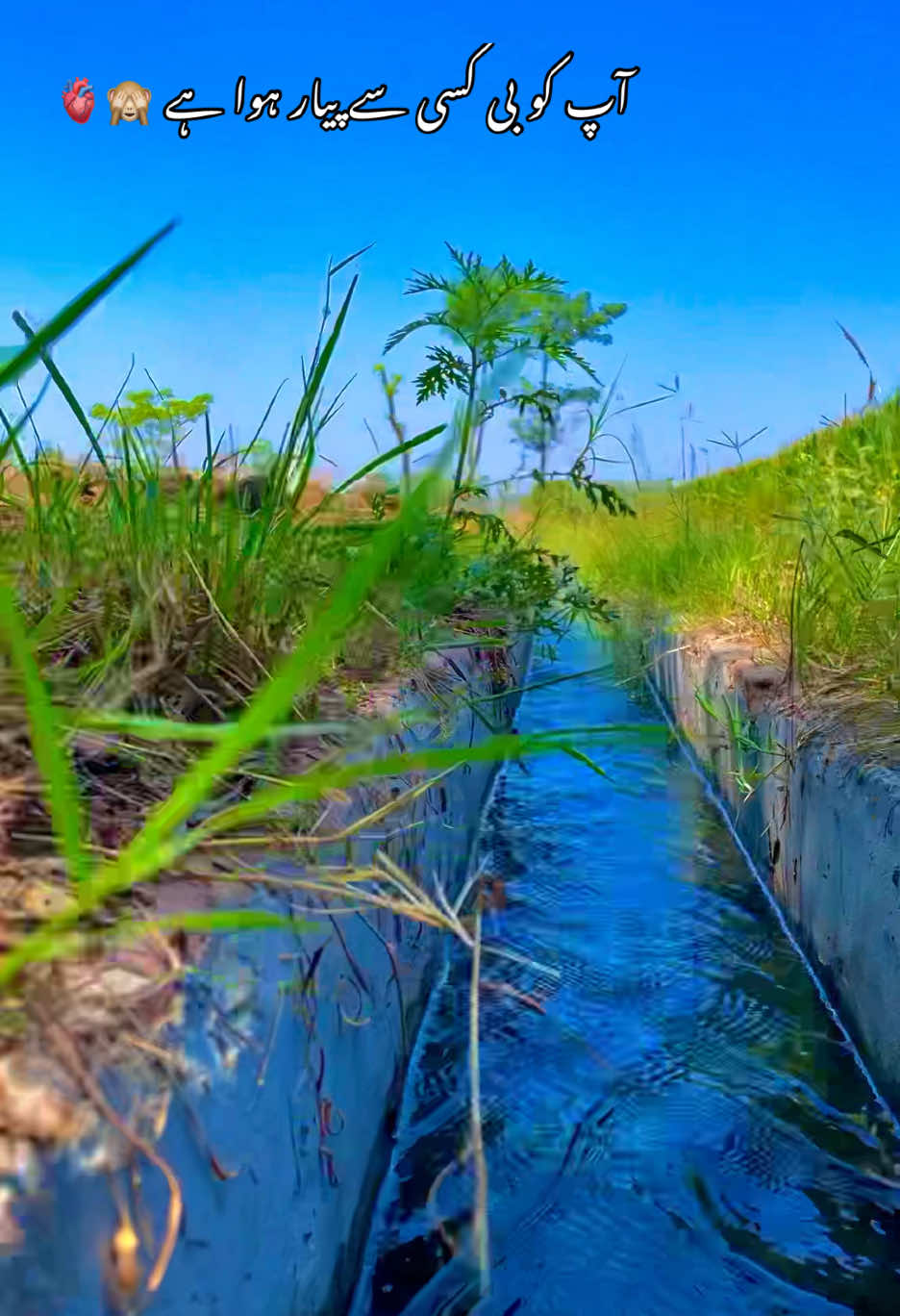 @🌱اویس میئو😎