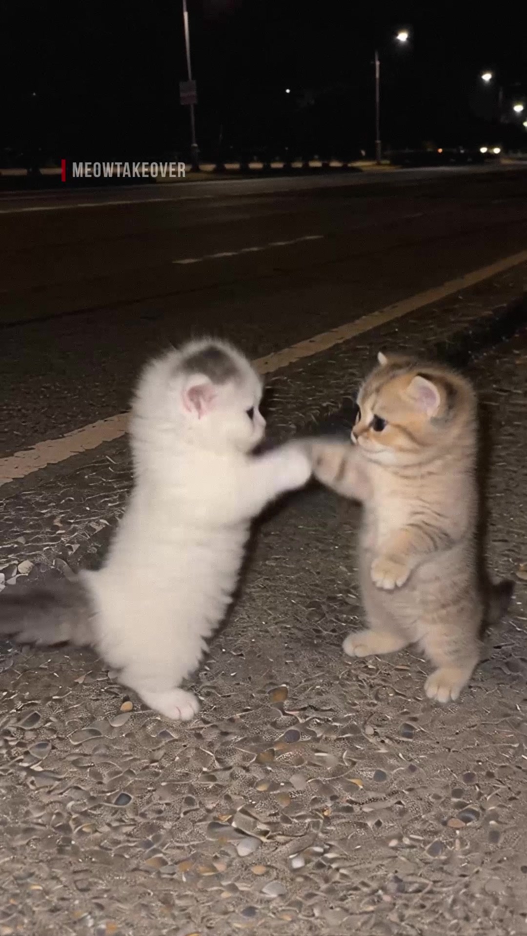@meowtakeover