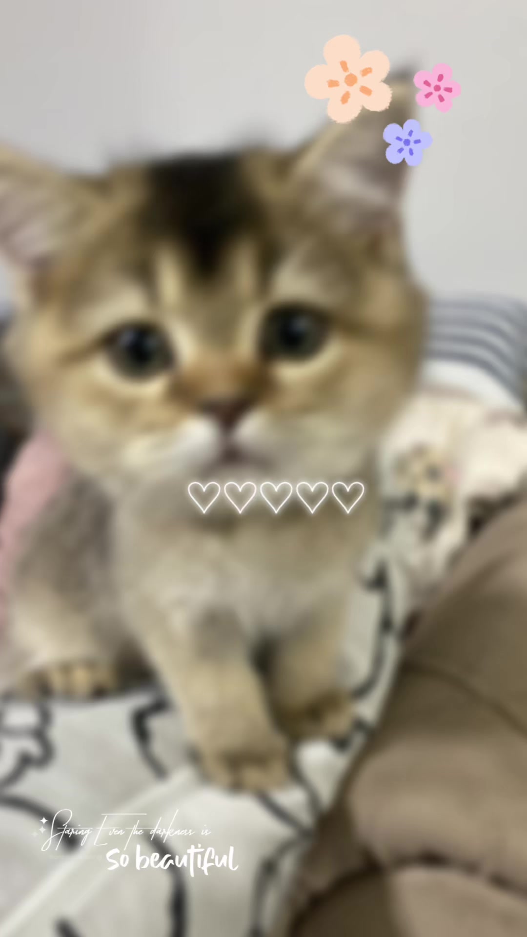 @🐾 Noya 🐾