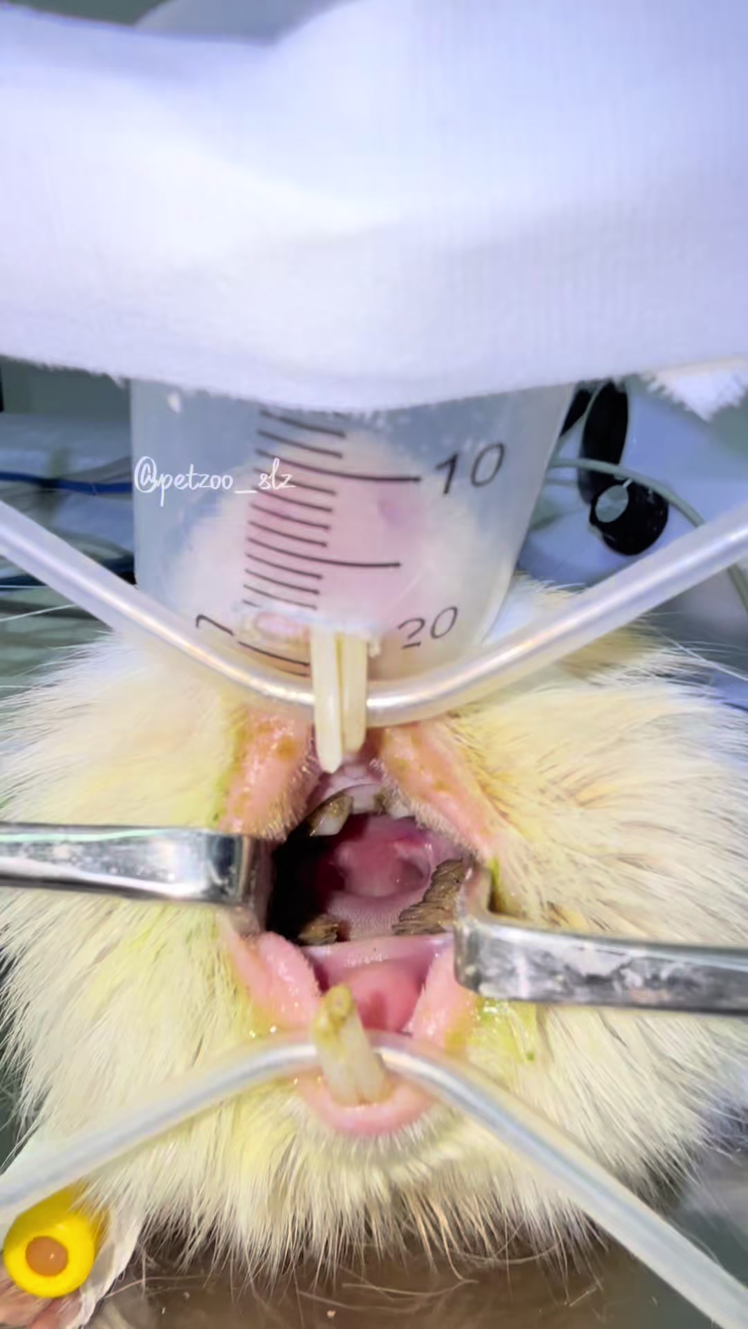 @Francinny Veterinária®️