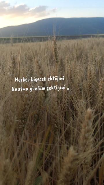 @Dadaş