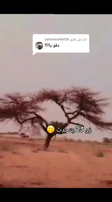 @ود تريبوي المحمودي