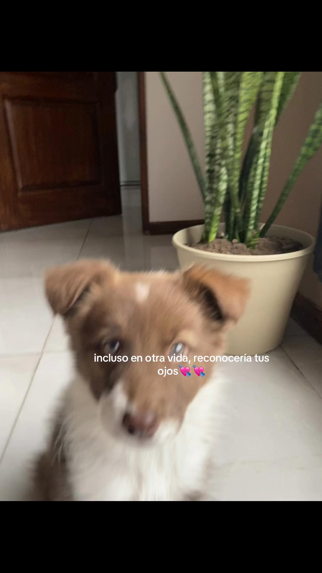 @v’