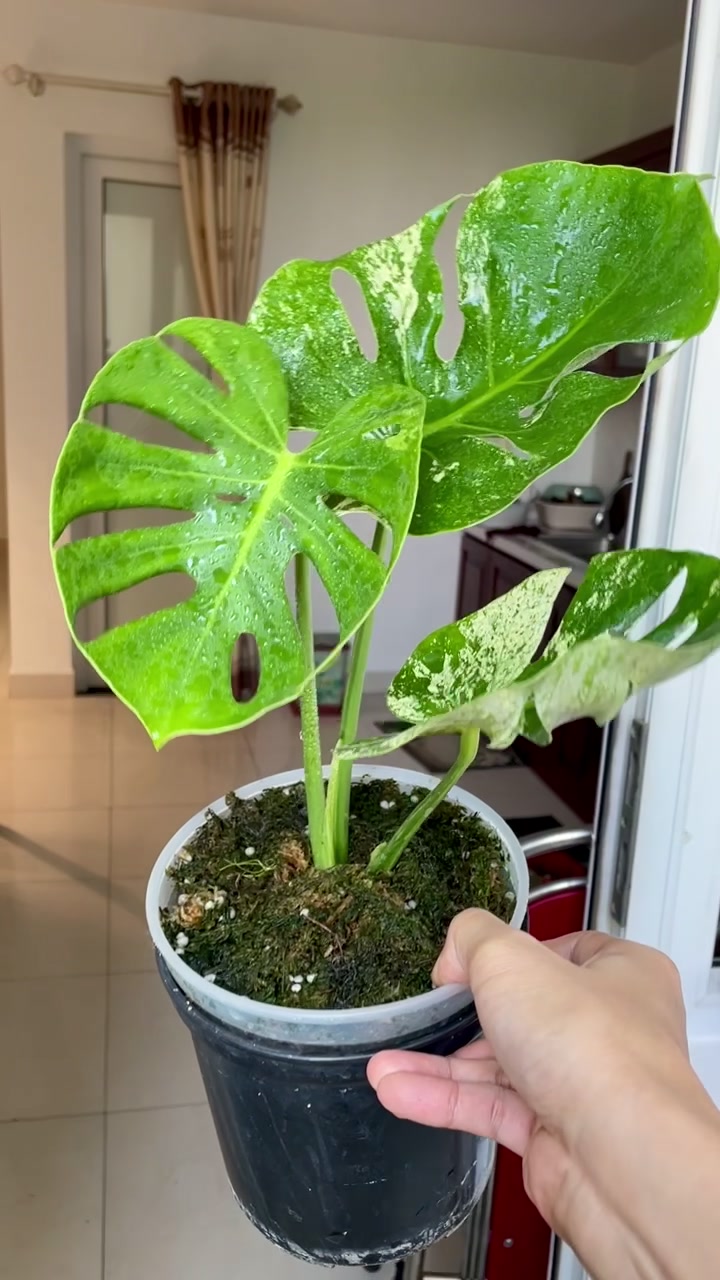 @suboASMR