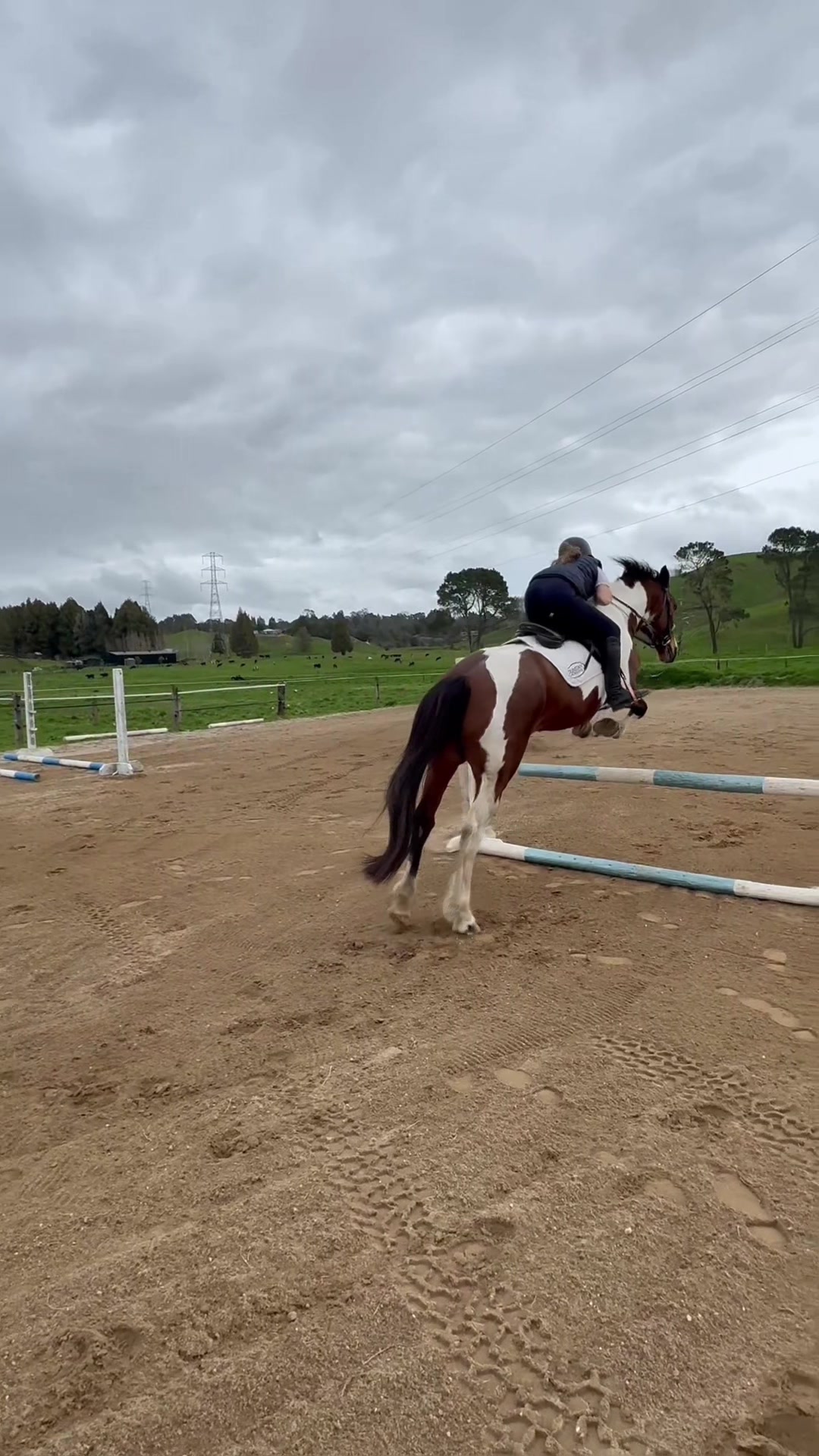 @rubi_andthe3iconicponies