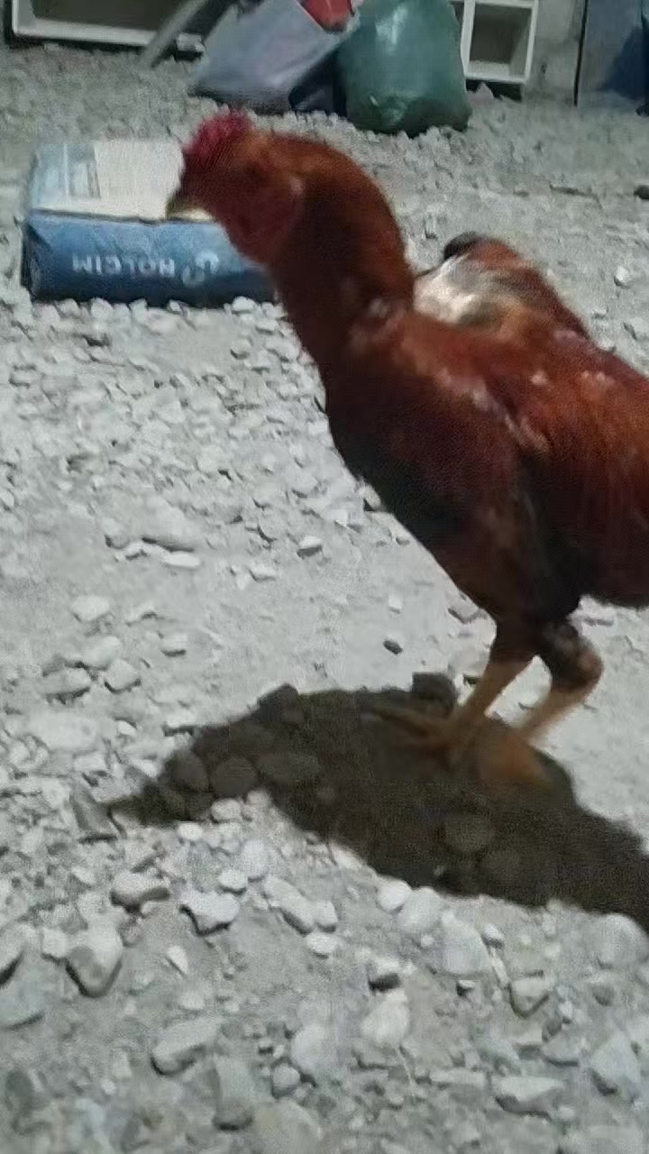 @peşəkarlar 6006556