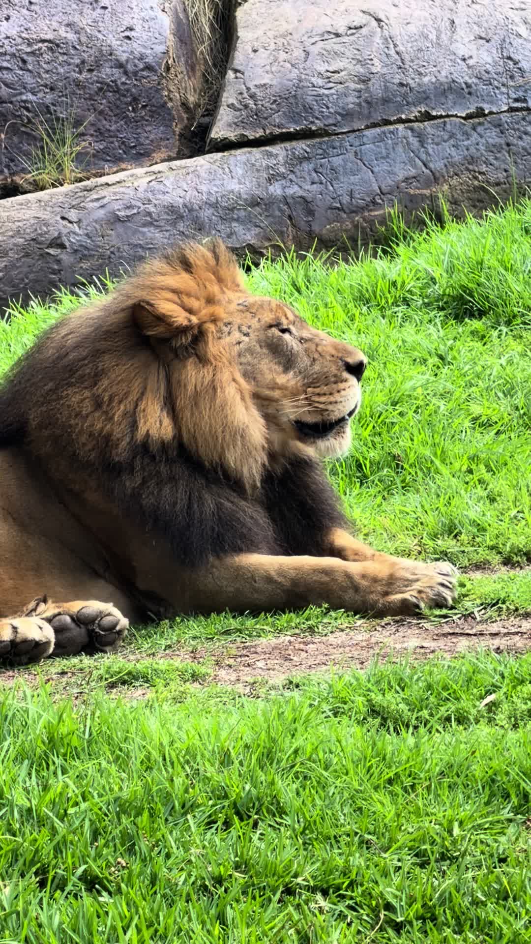 @just animals 🐾🦁🐬🦎