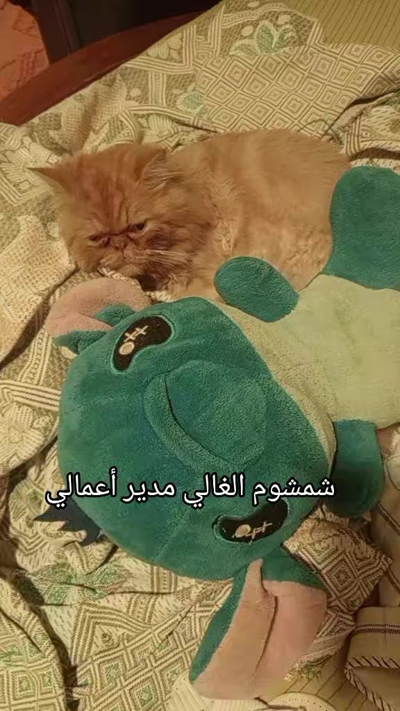 @Mariam suliman