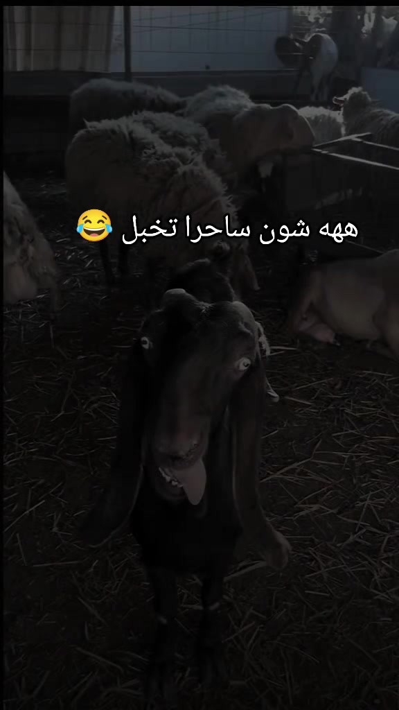 @حمـوديـﮯ آلبرشـلونيـﮯԊ