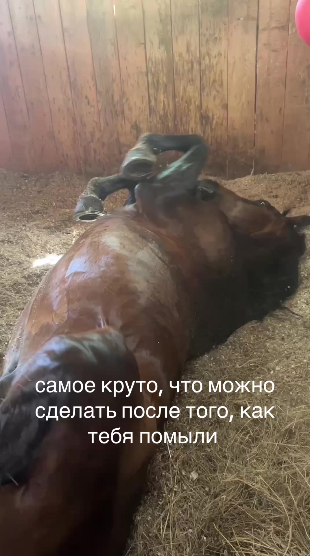 @скрварюша