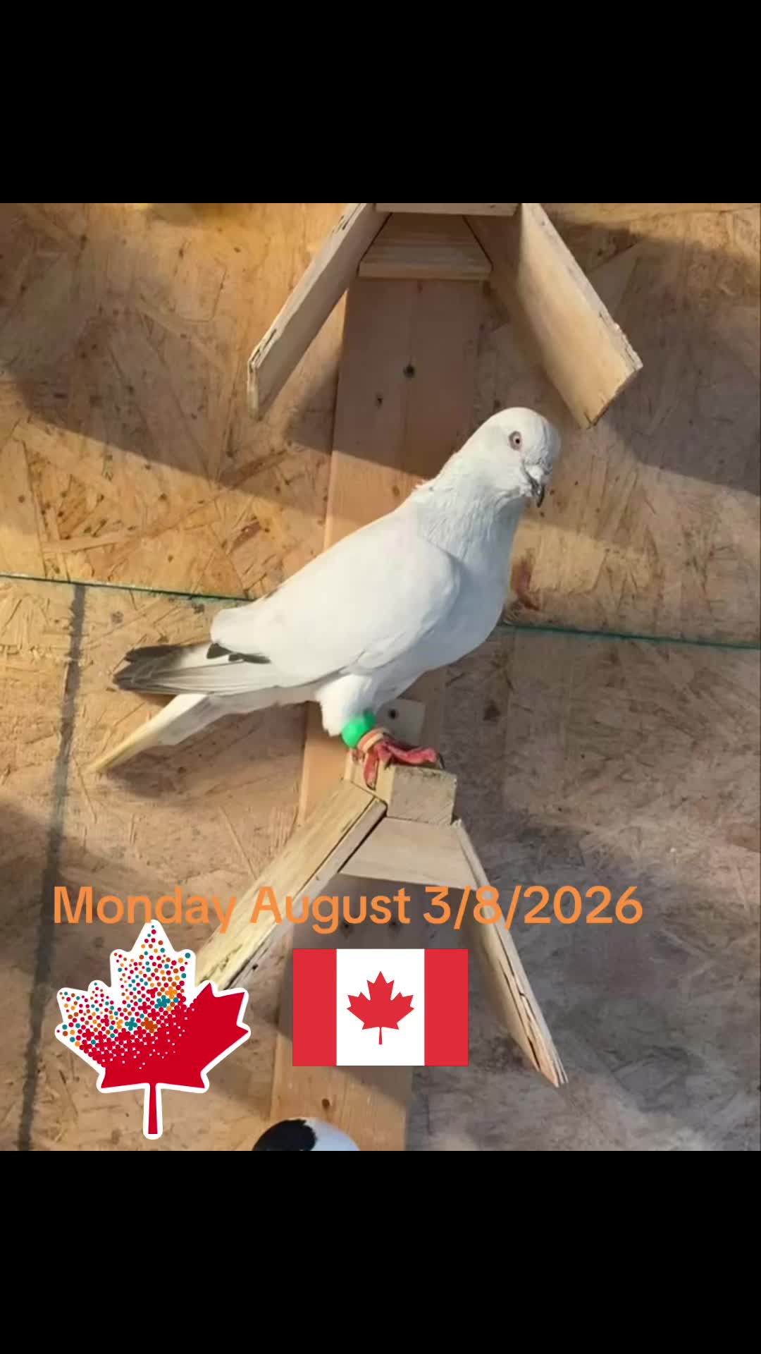 @Naweed Qiyami🇨🇦🇦🇫