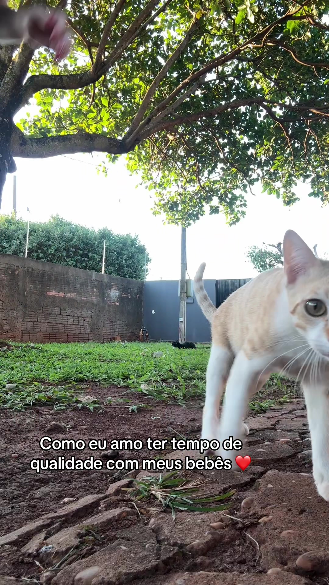 @Lara Rossato 🌻