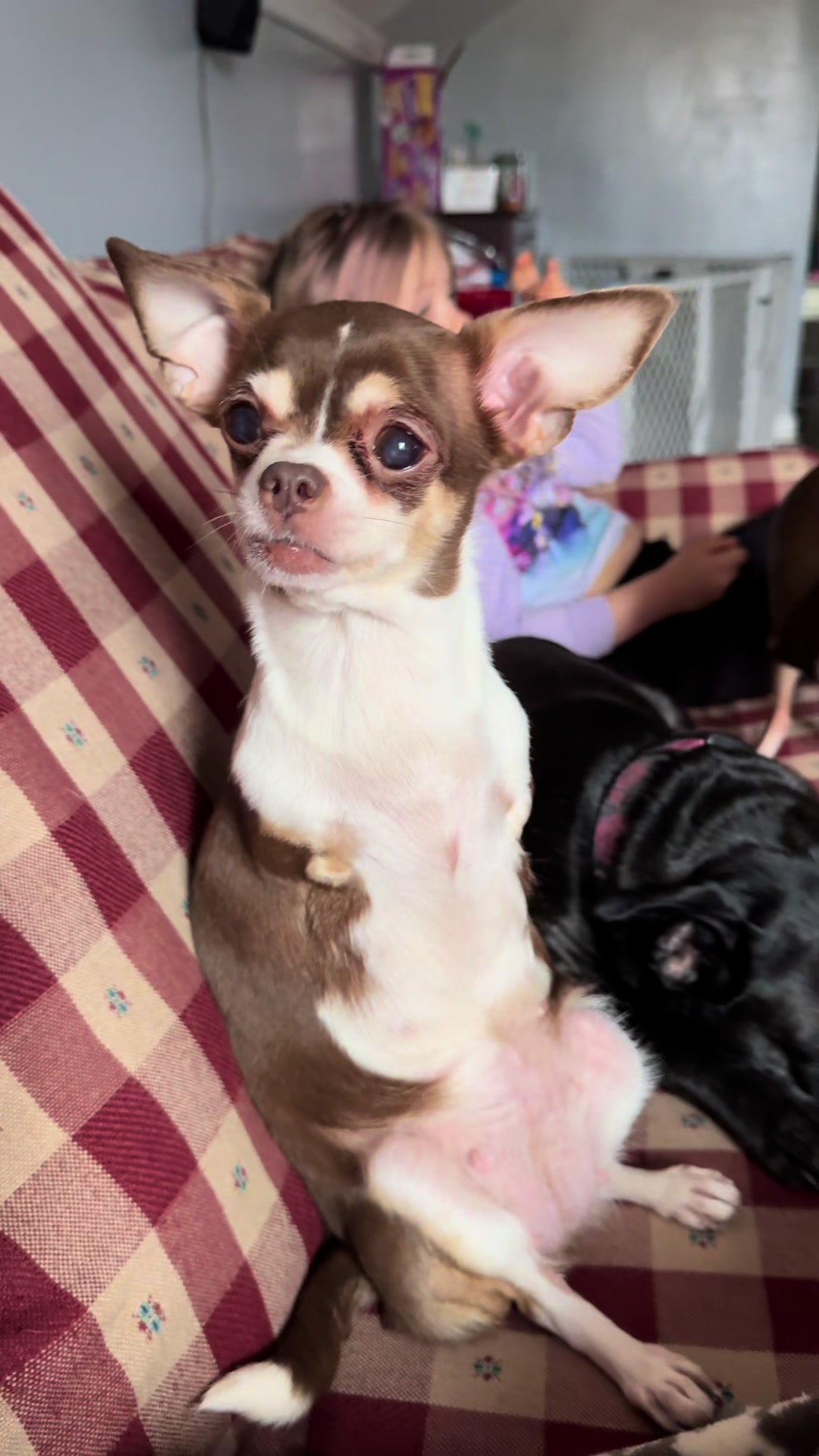 @TurboRoo the 2Legged Chihuahua