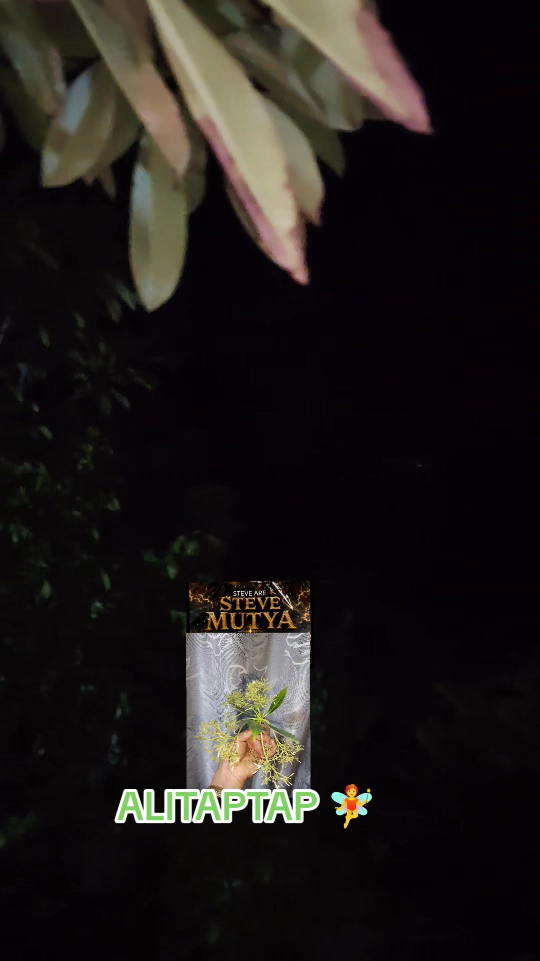 @Steve Mutya