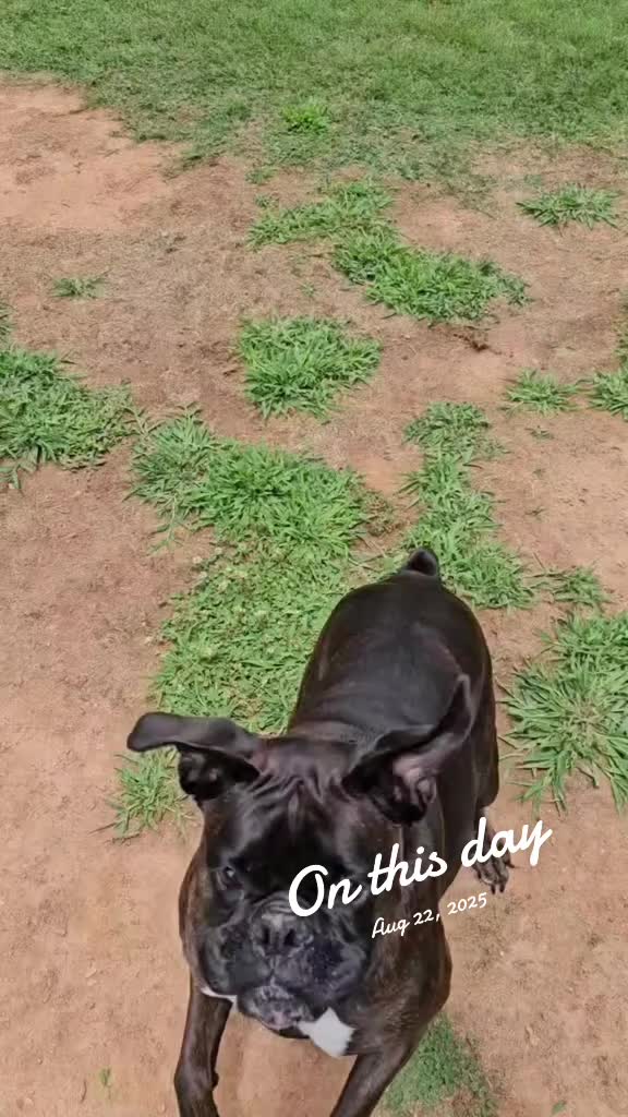 @Southern Shade Boerboels