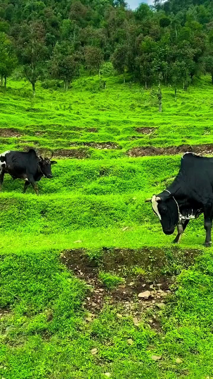 @༺महेश बुढा༻