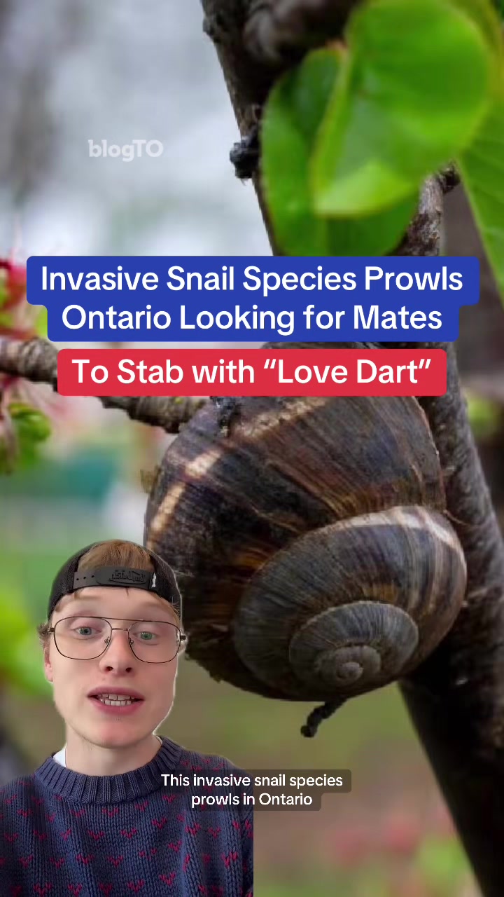 @blogTO