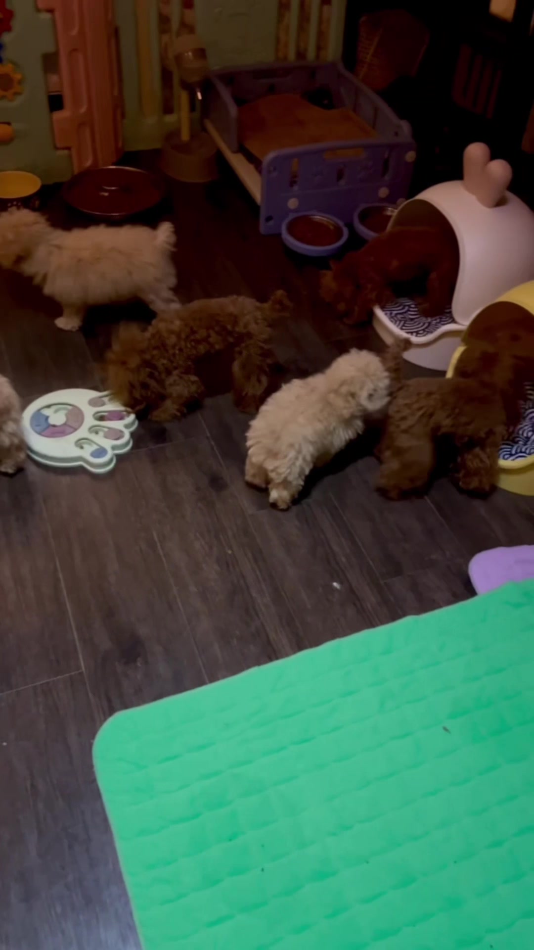 @Yorkie Maltipoo ShihTzu Teddy