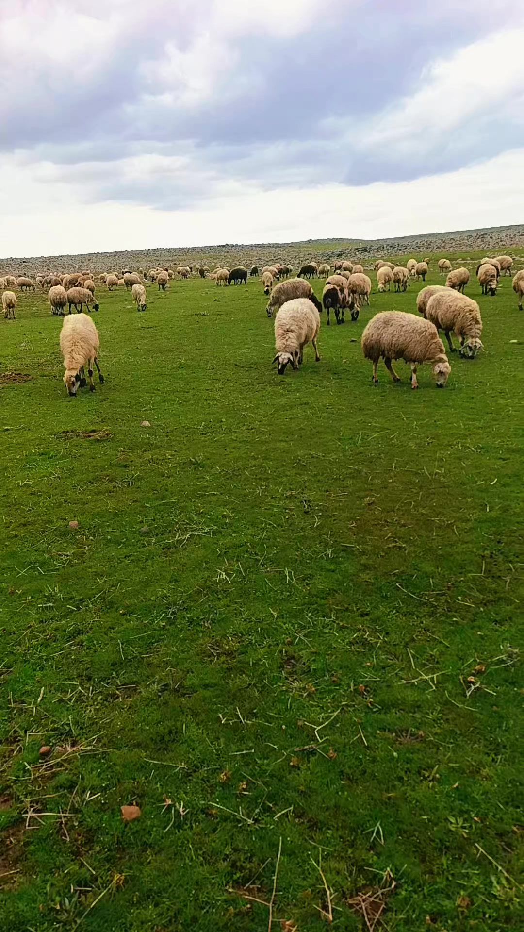 @Süleyman21 🐊🐊