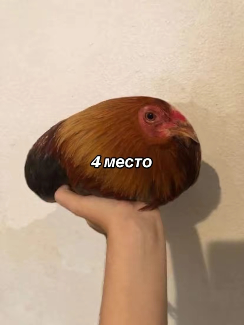 @бебра