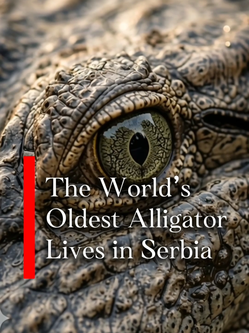 @serbia. actually