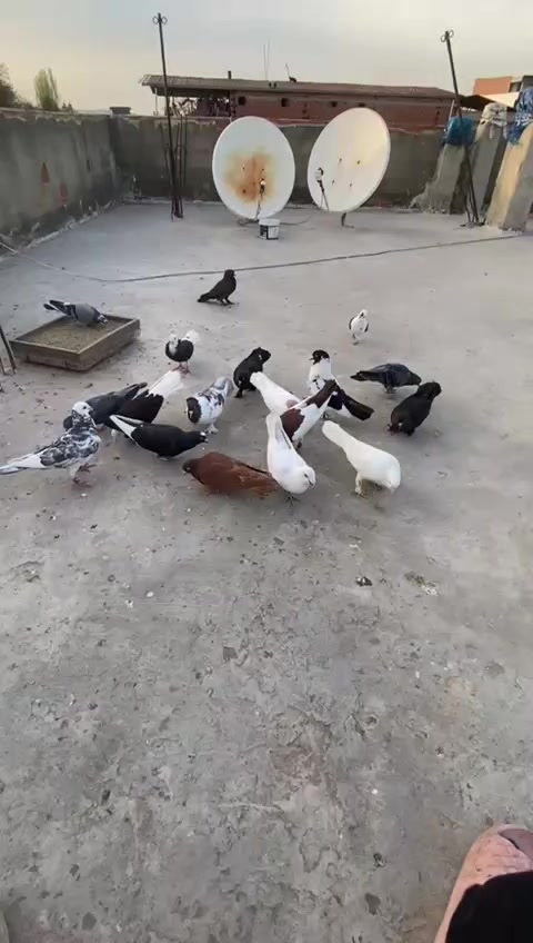 @&ouml;zg&uuml;r Yıldız