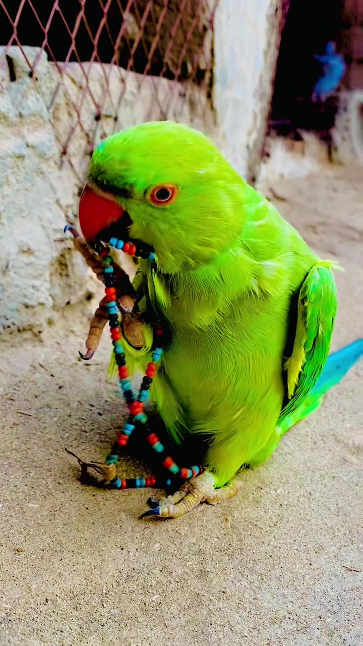 @ʜᴀʀᴏᴏɴ ᴊᴏʏɪᴀ