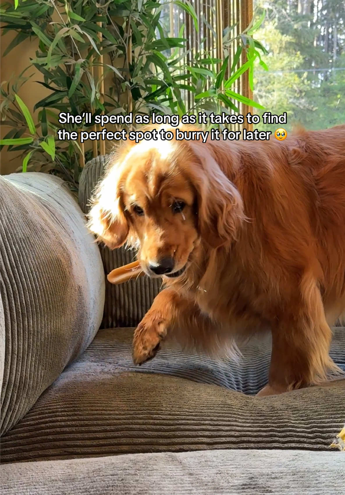 @Pacha and Bucket the Goldens