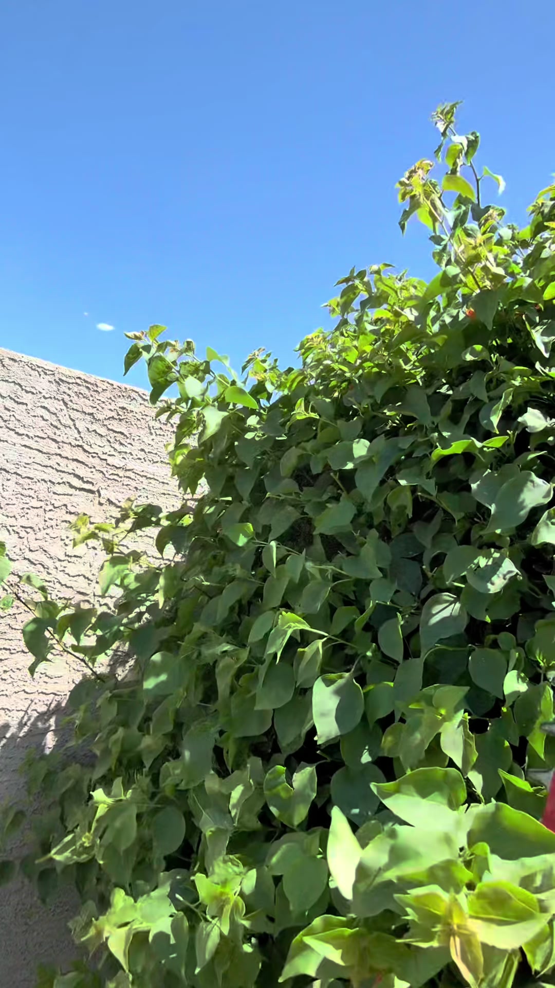@landscaping