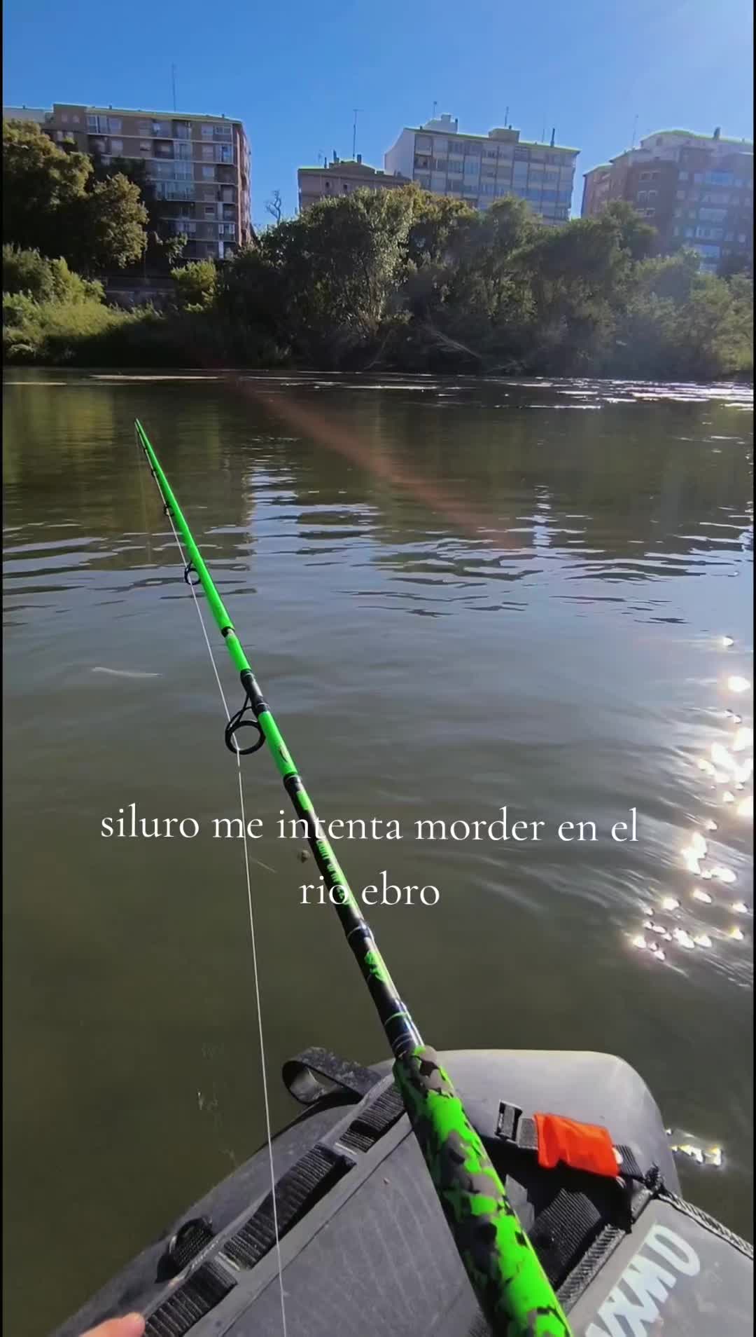 @siluros_delebro