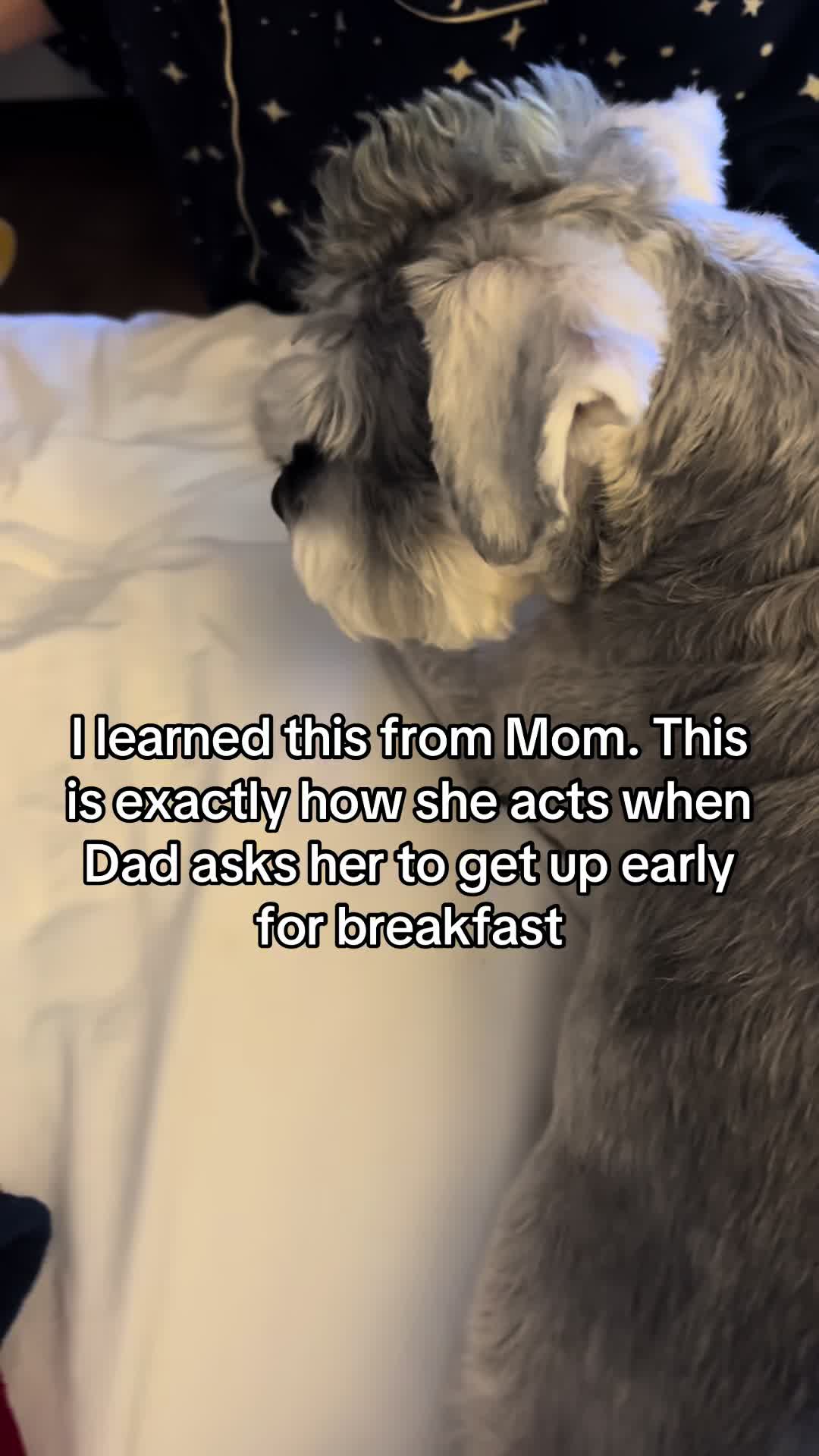 @Cooper The Schnauzer