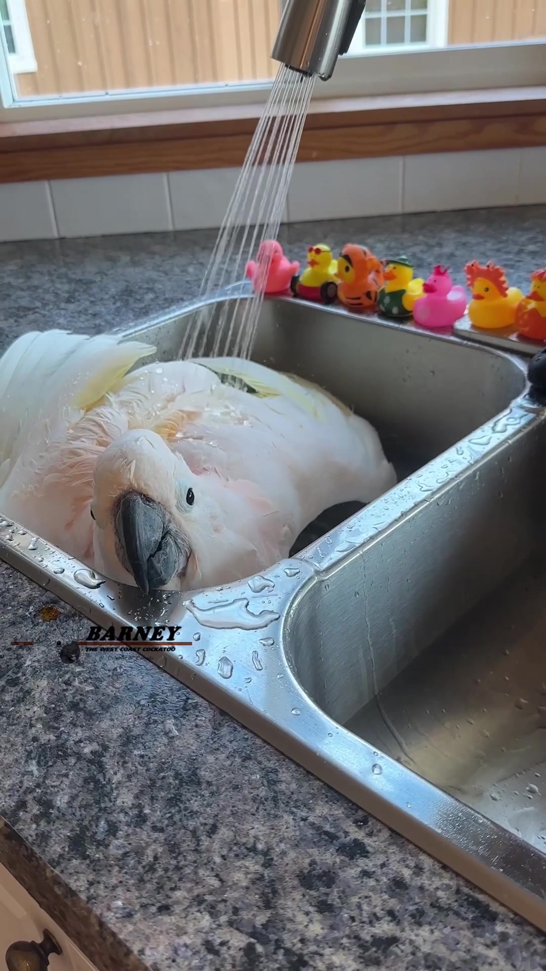 @Barney the West Coast Cockatoo