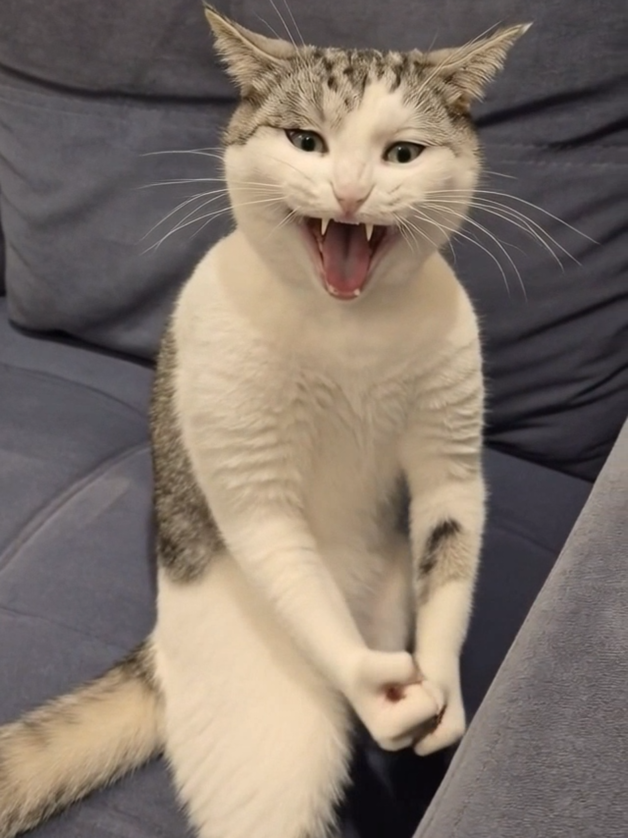 @Я кошка Зинаида