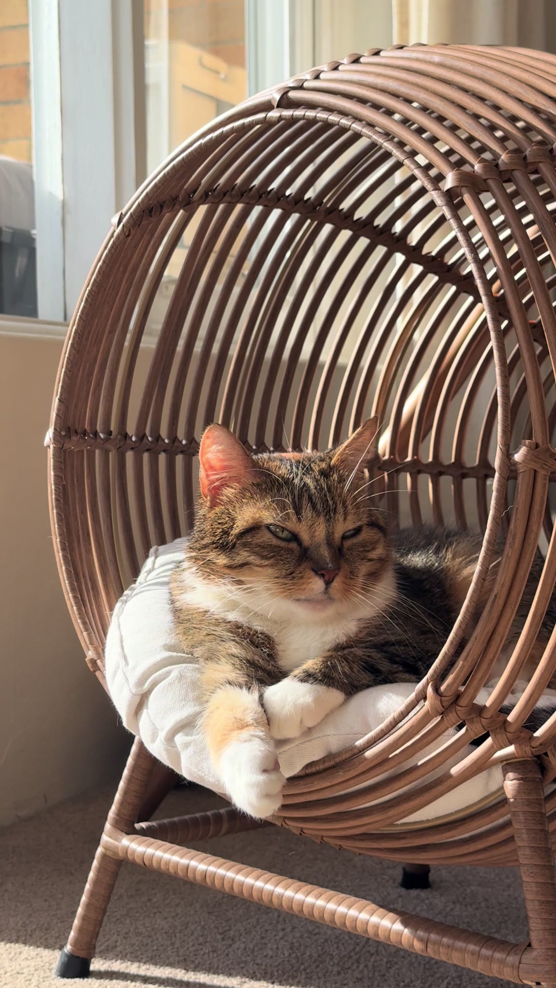 @mitmitcats