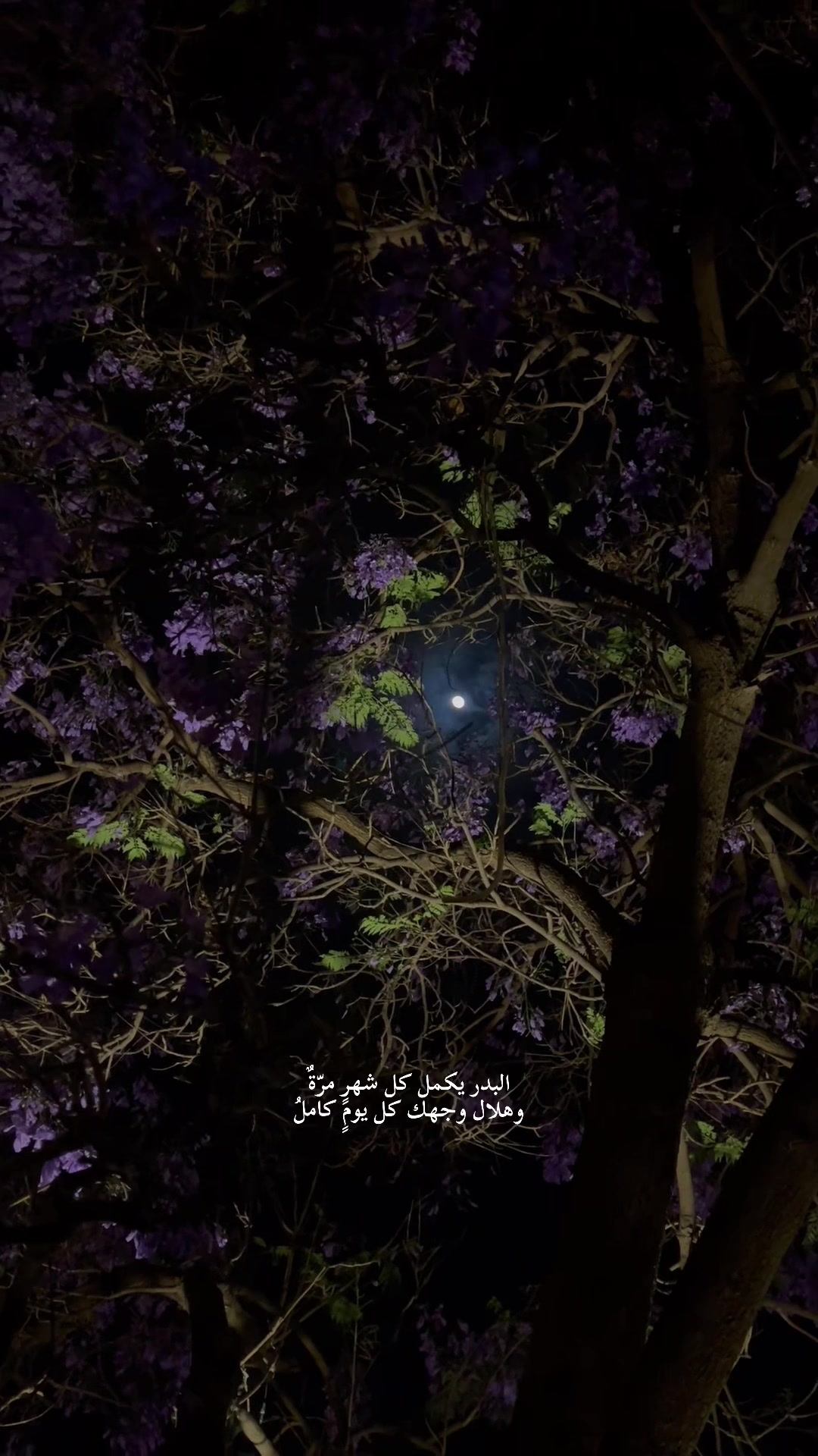 @بُدورᥫ᭡