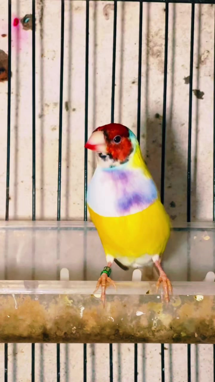 @Lala Aviary