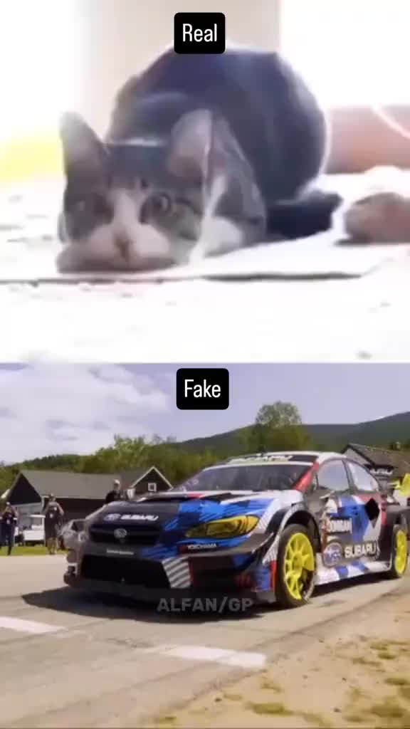 @Random Cat Stuff