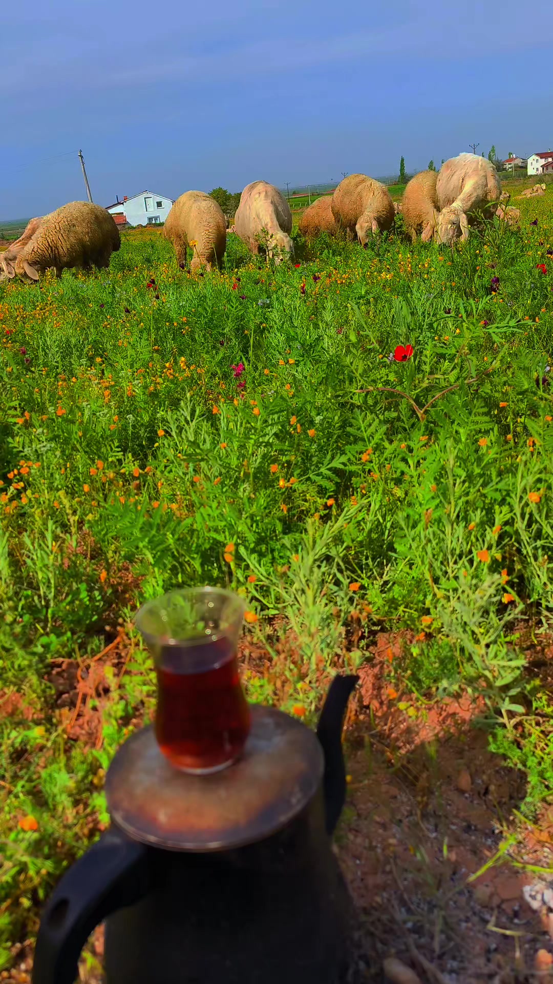@🔗Aslan🕊️&Ouml;zt&uuml;rk🔗