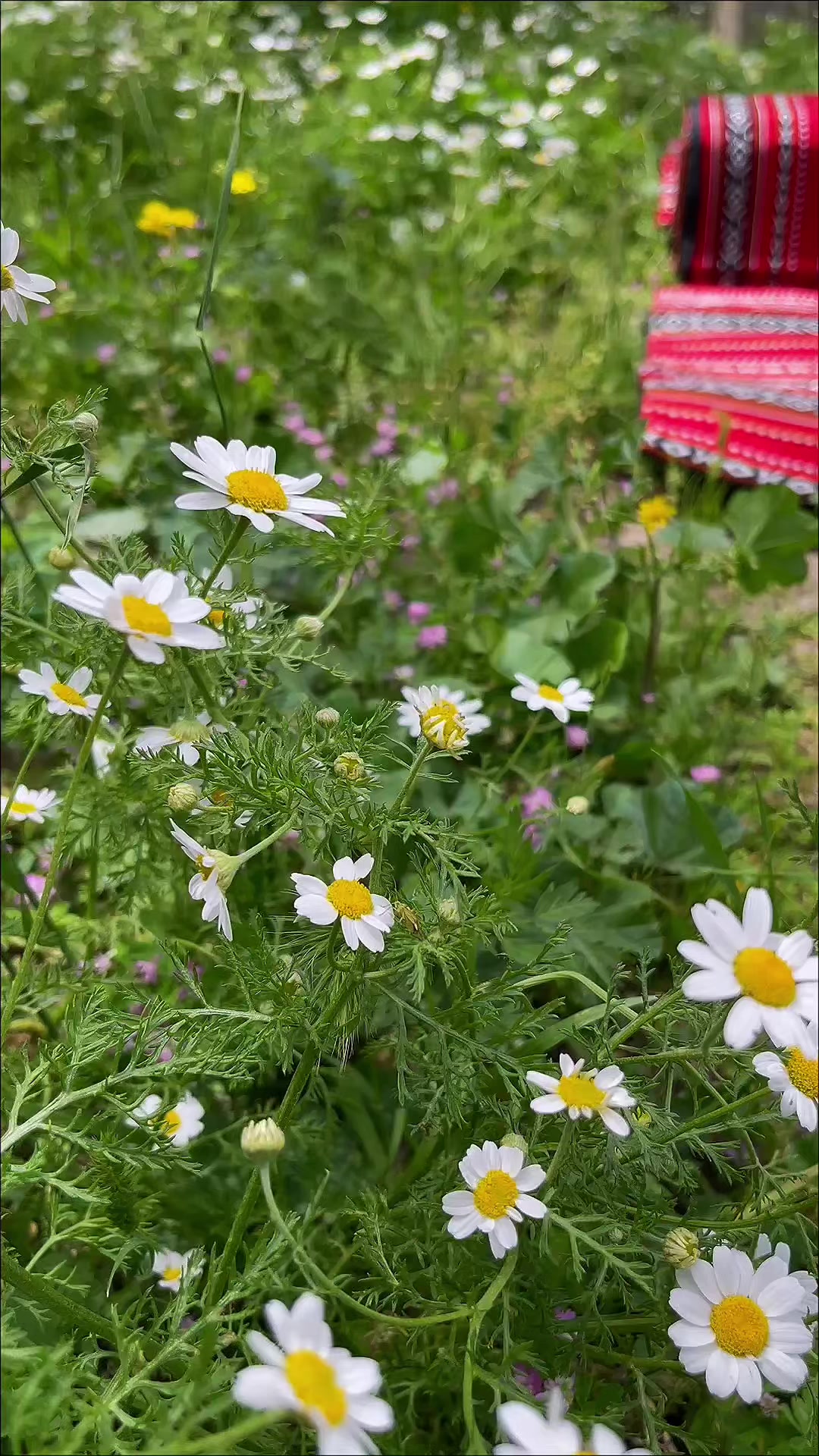 @HayoOsh M Diyab📷 ᥫ᭡