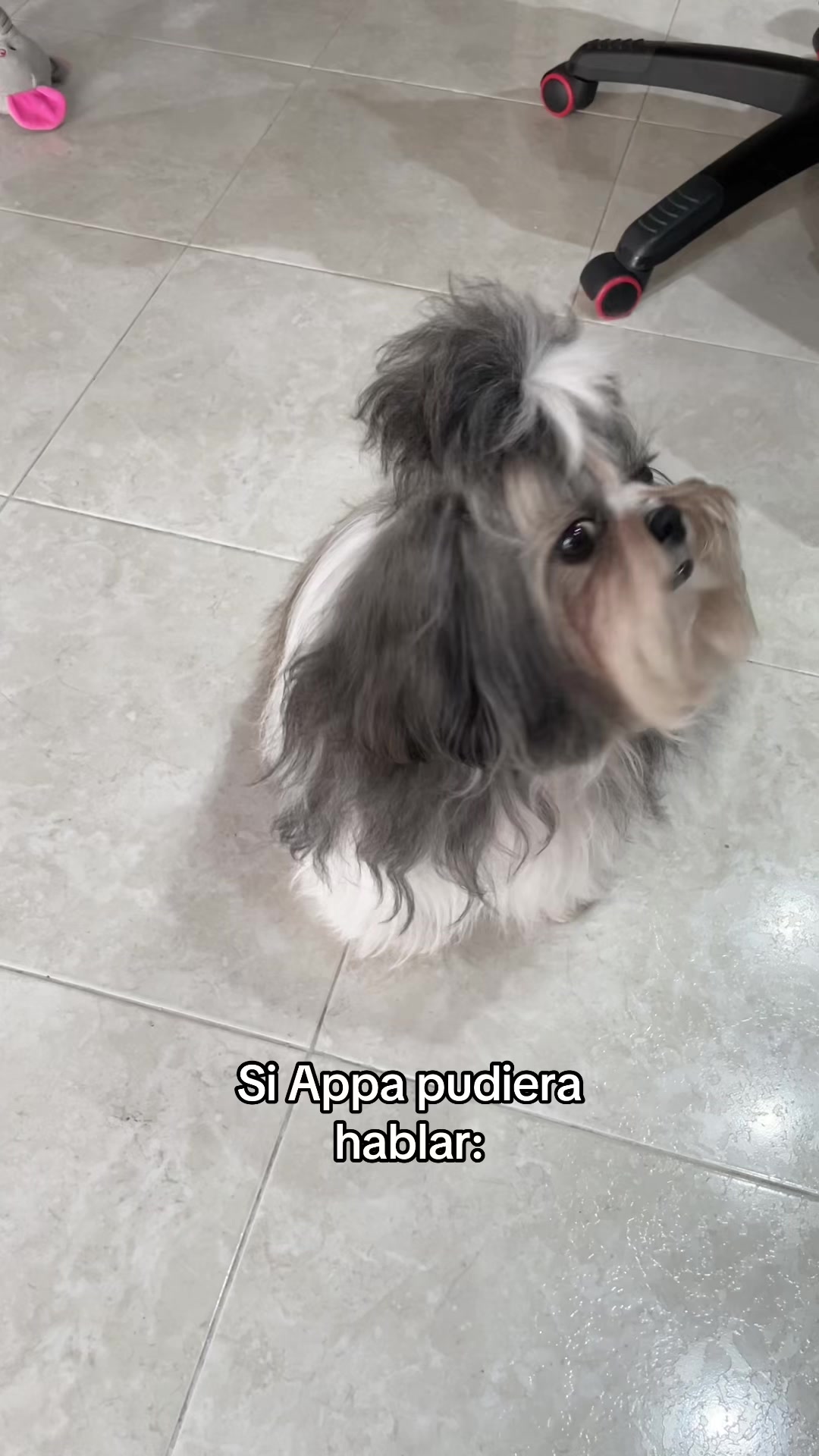 @appa_shihtzurp