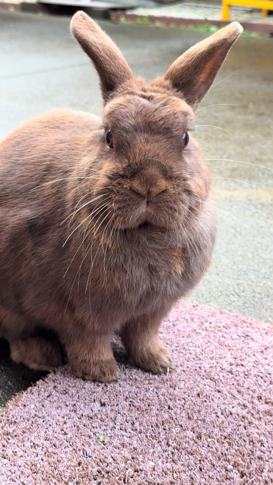 @Chocolate and Cheeto 🐶🐰