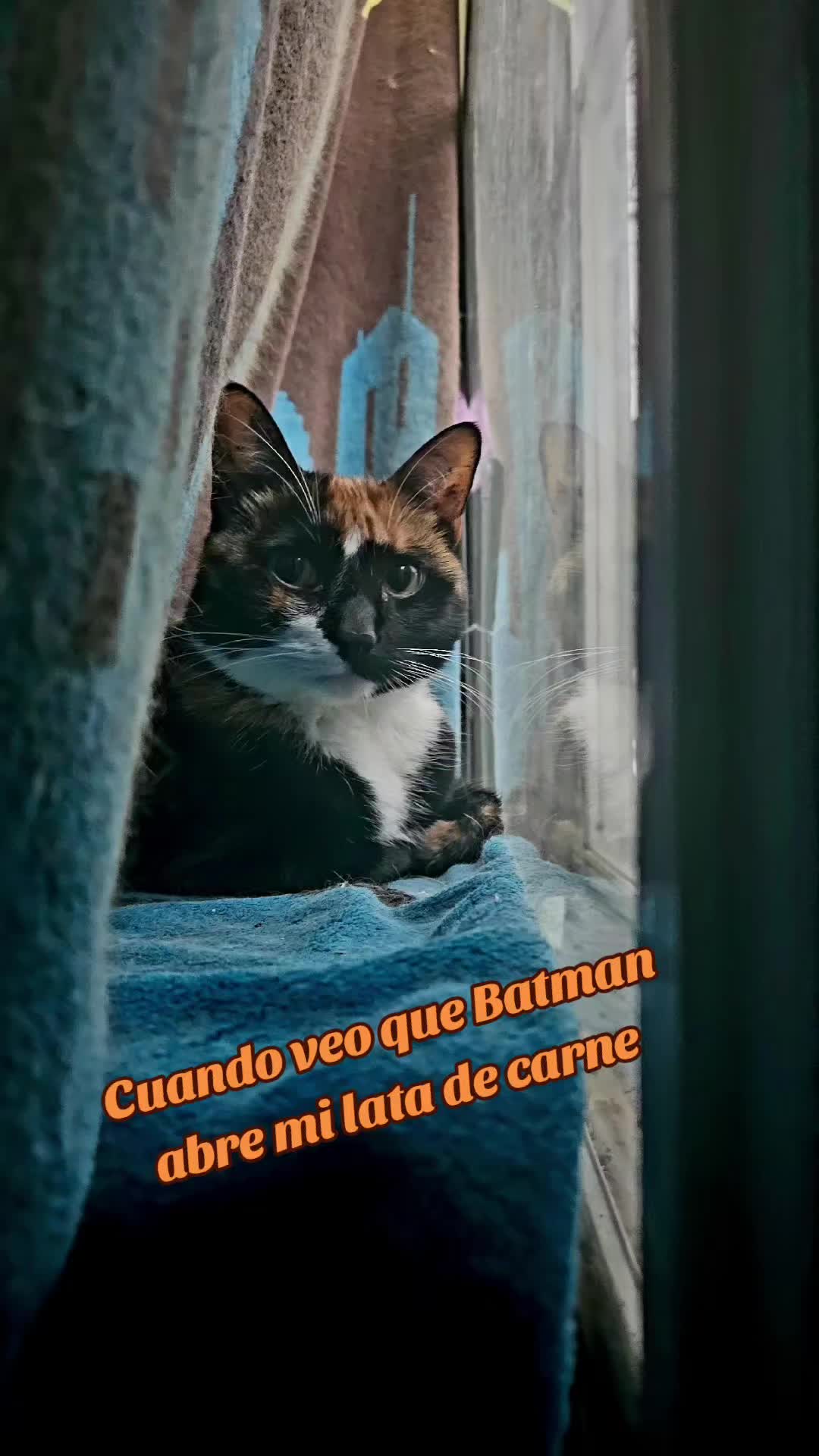 @Batsy