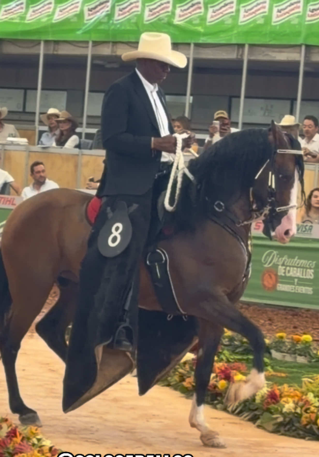 @Solo Caballos