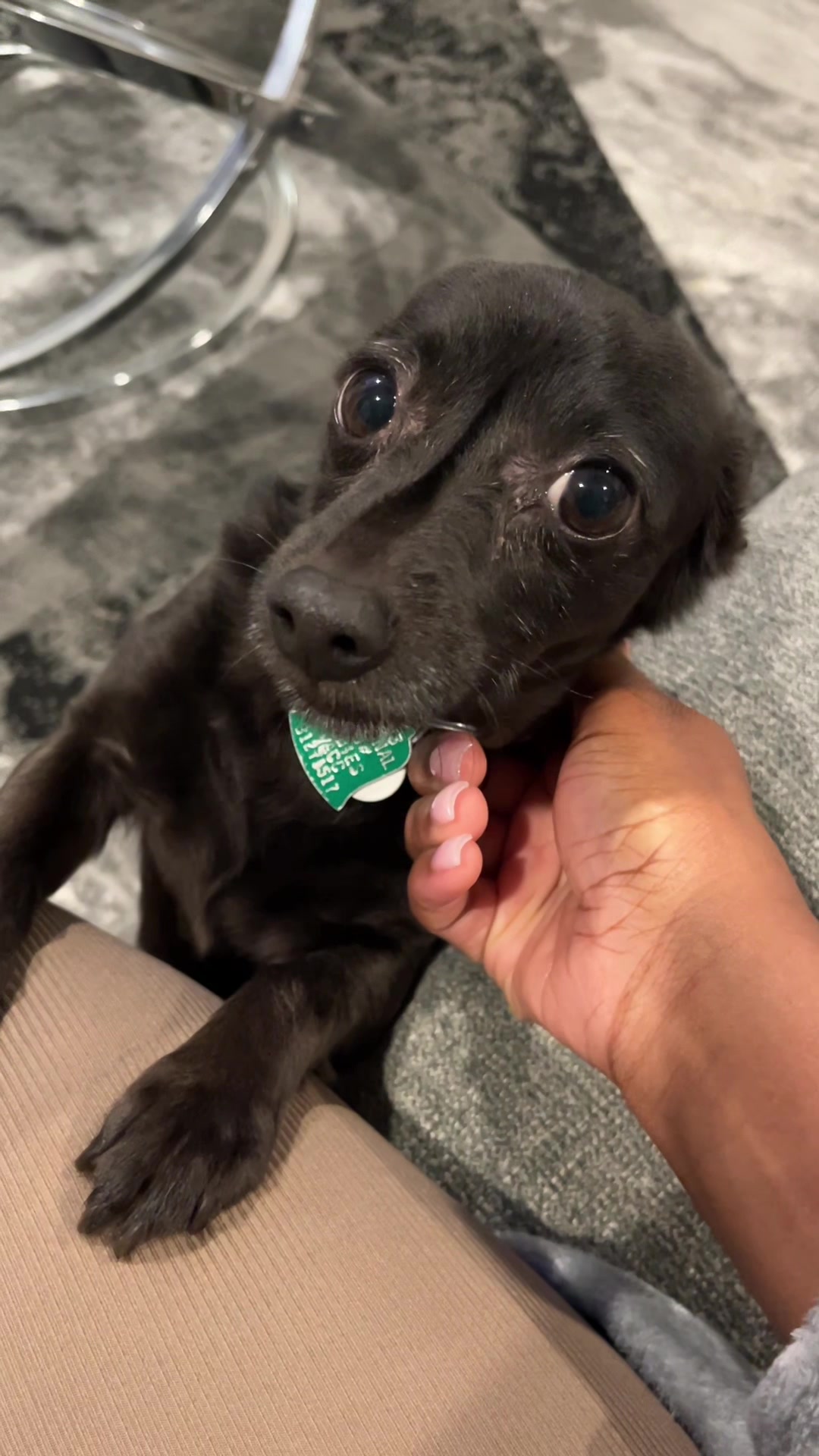 @Blackjack_Chihuahua