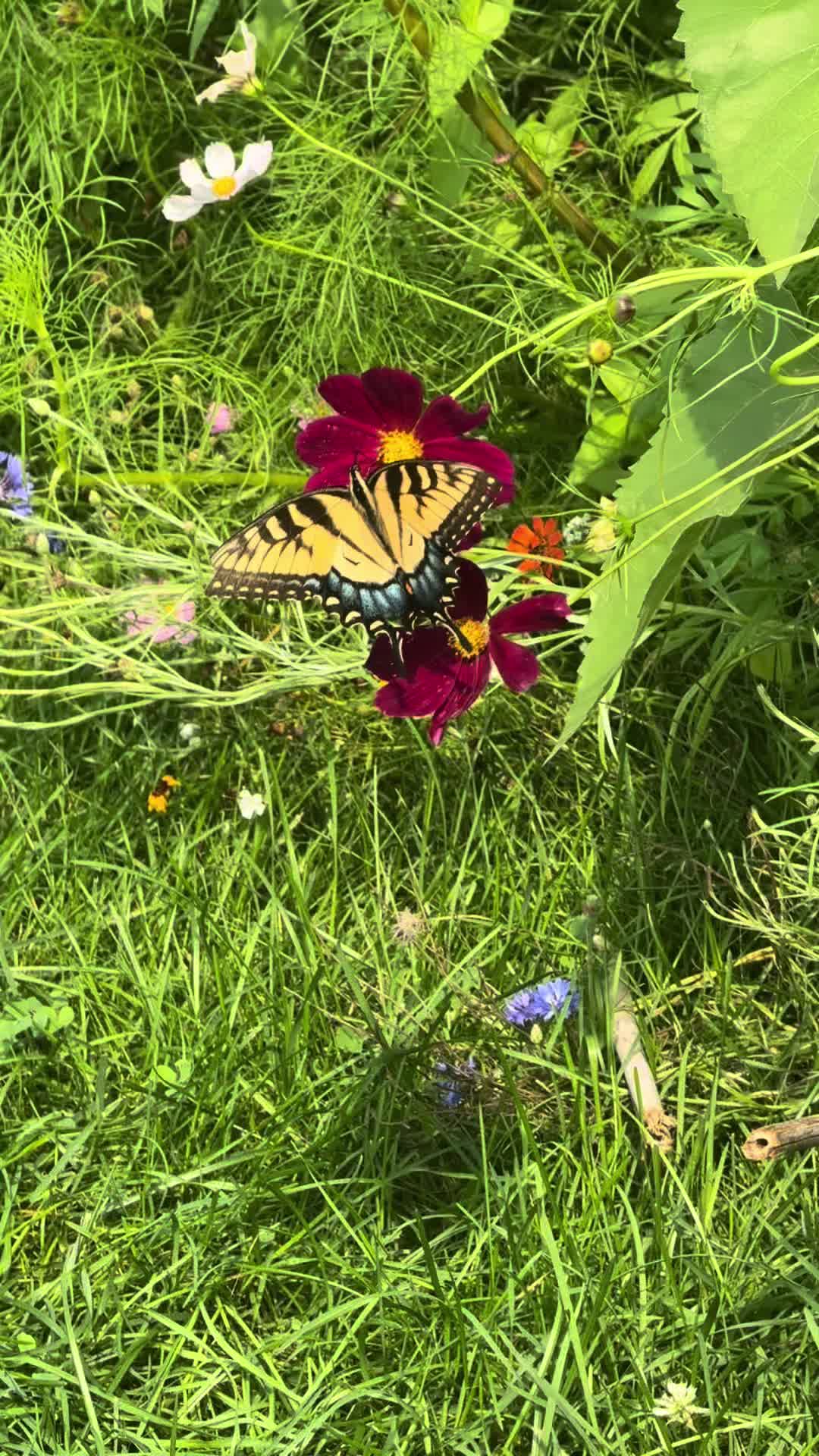 @SaraRNAtHappyFunMicroOrchard